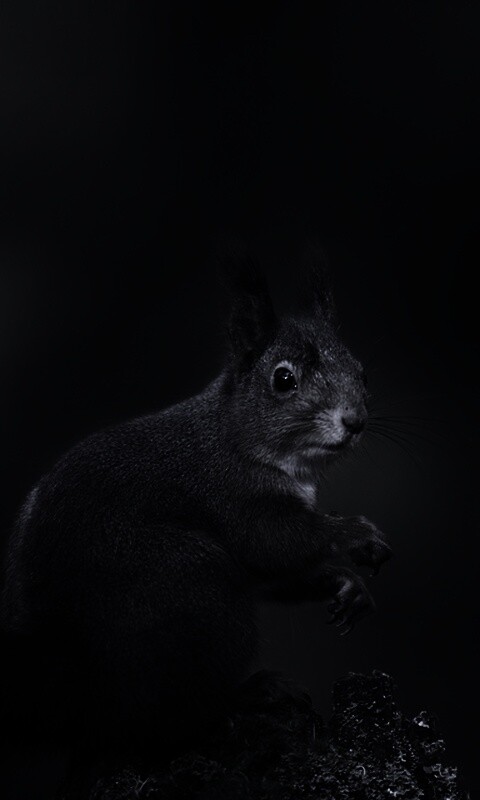 Белку застали врасплох обои