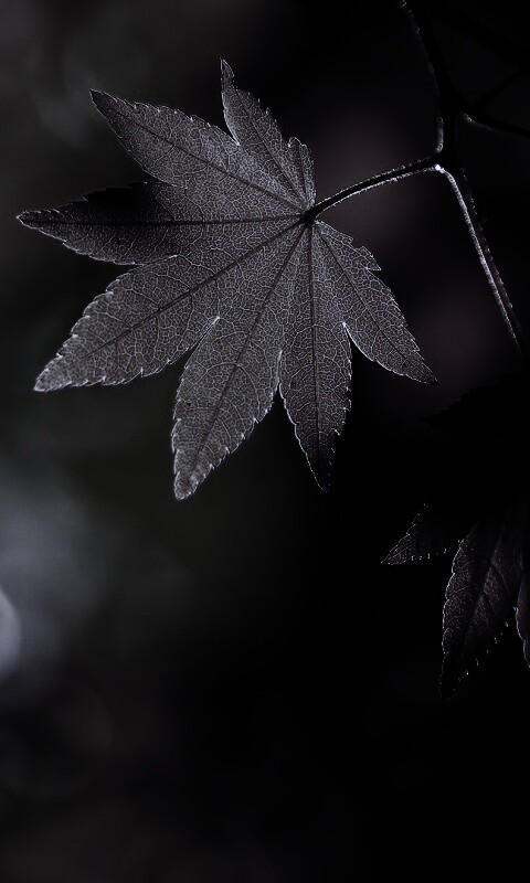 Осенние листья обои