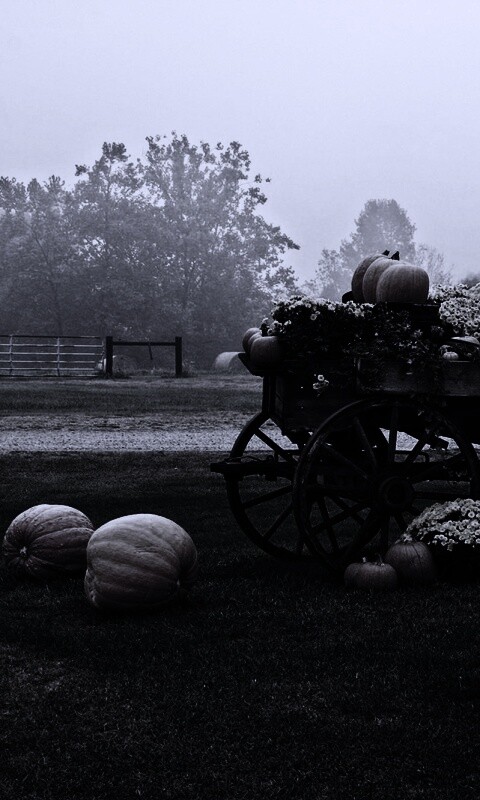 Урожай тыков обои