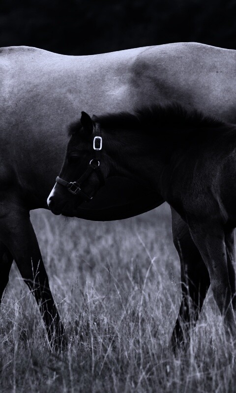 Жеребенок и беременная кобыла обои