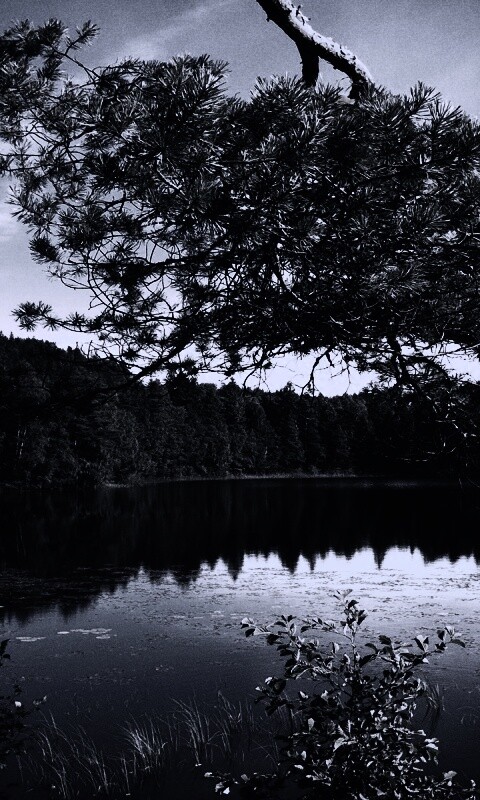 Ветка сосны над озером обои