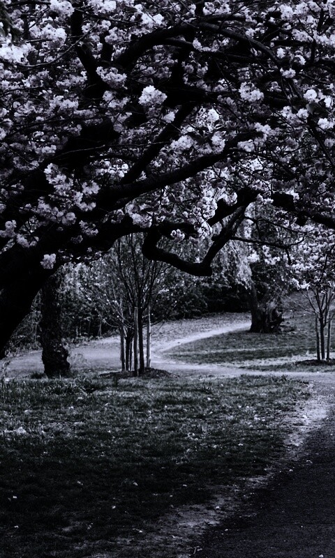 Дорожка между деревьями обои