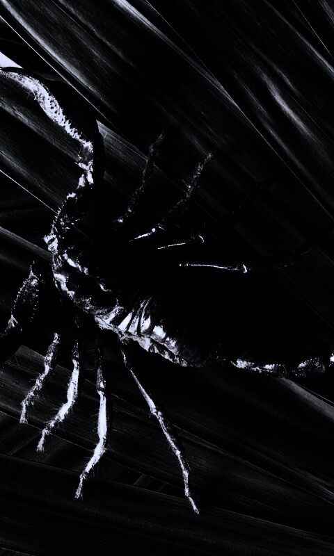 Скорпион на траве обои