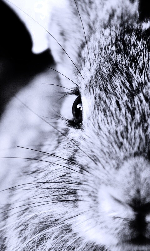 Пухлый кролик обои