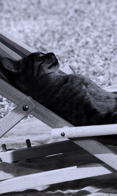 Кот в отпуске обои