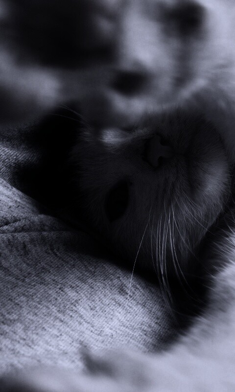 Кот фоткает сам себя обои