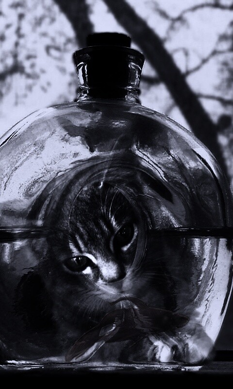 Кот наблюдает за рыбкой в бутылке обои