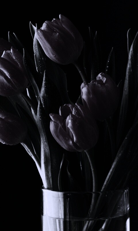 Букет тюльпанов обои