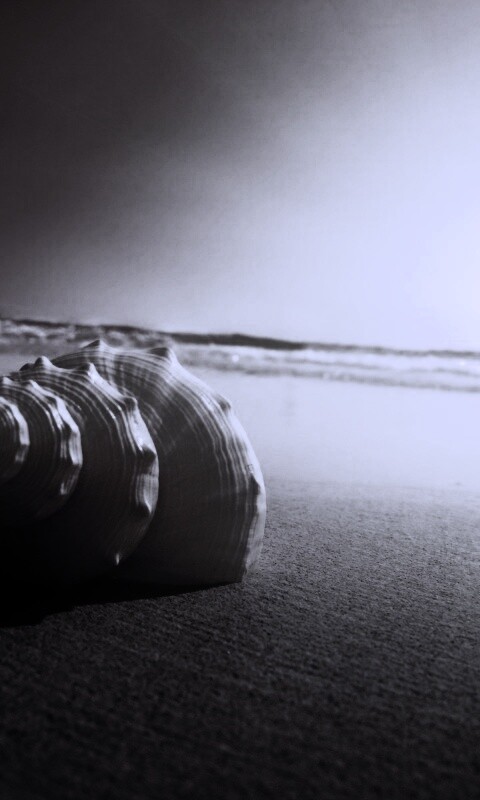 Золотистая ракушка обои