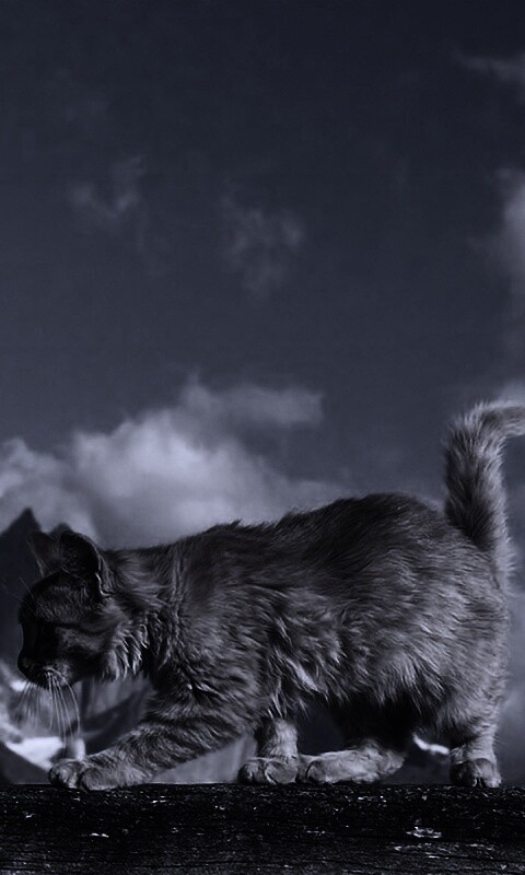 Рыжий котик в горах обои