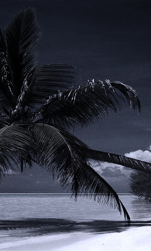 Пальма над водой обои