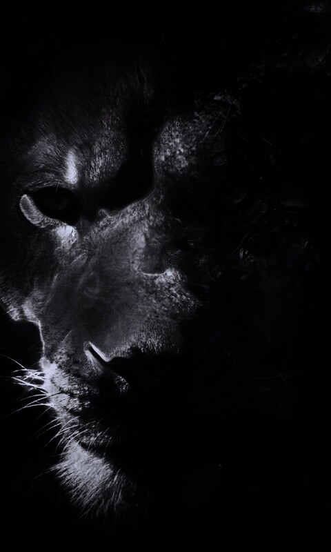 Фас льва обои