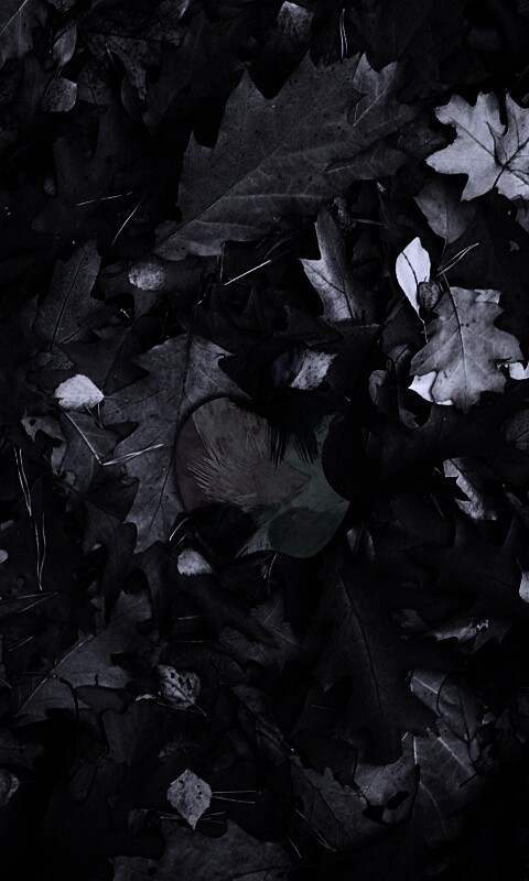 Эпл в сухой листве обои