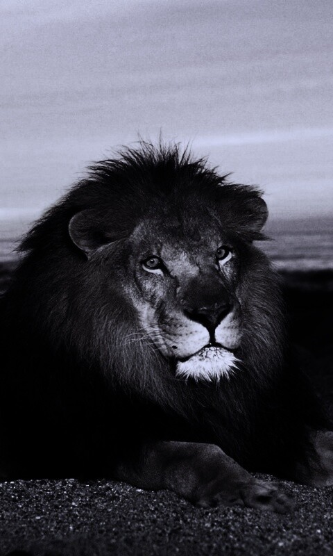 Лев на берегу океана обои