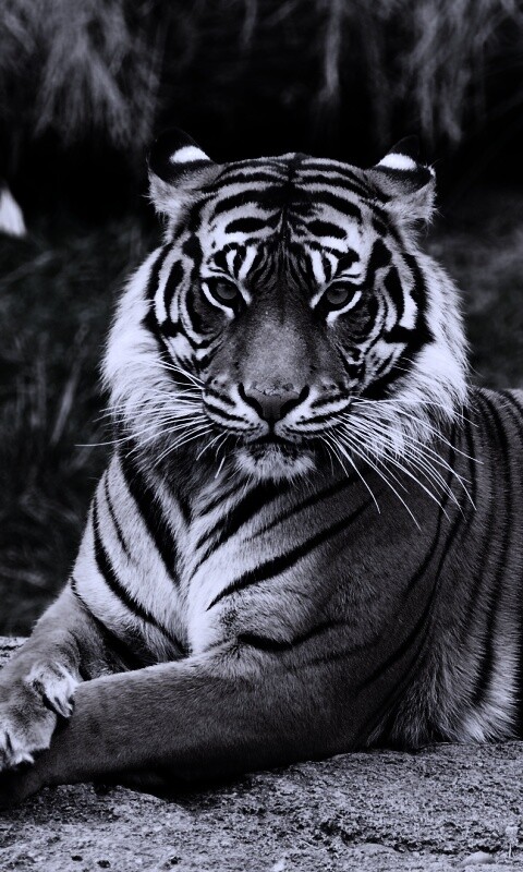 Тигр отдыхает обои