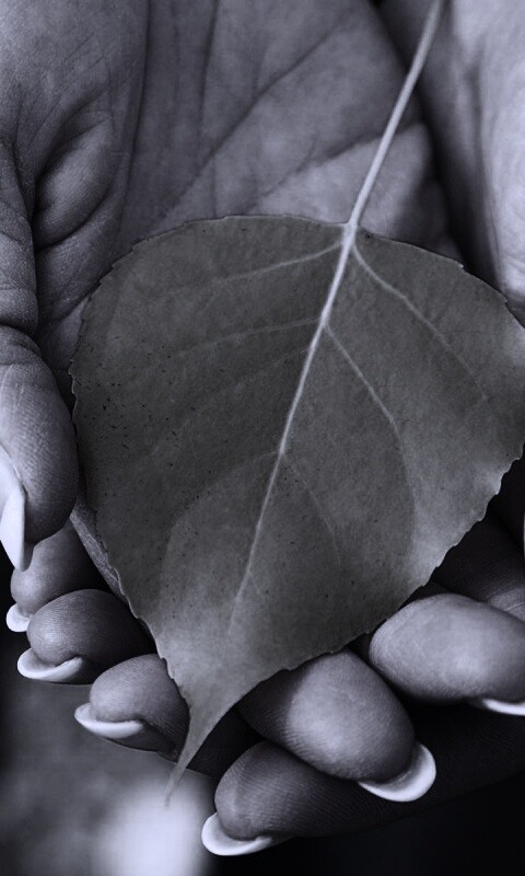 Осенний лист в руках обои