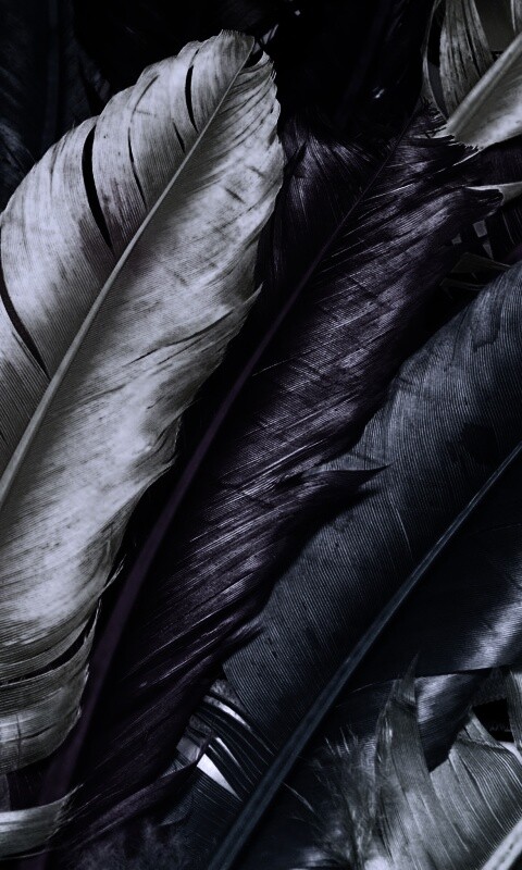 Разноцветные перья обои