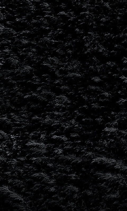 Густые хвойные заросли обои