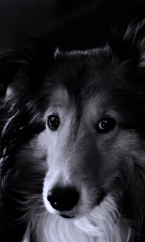 Колли с умными глазами обои