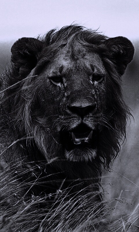 Ярко оранжевый лев обои