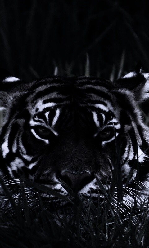 Морда тигра в траве обои