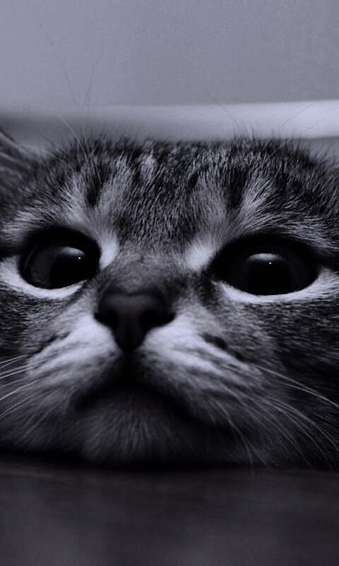 Любопытный котейка обои