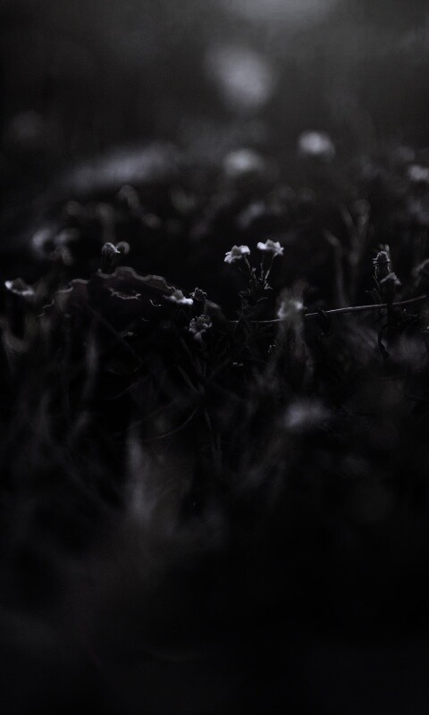 Полевые цветы в закатном солнце обои