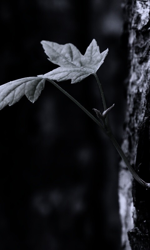 Молодой листик обои