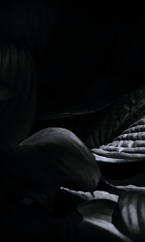 Хитросплетение зеленых листьев обои