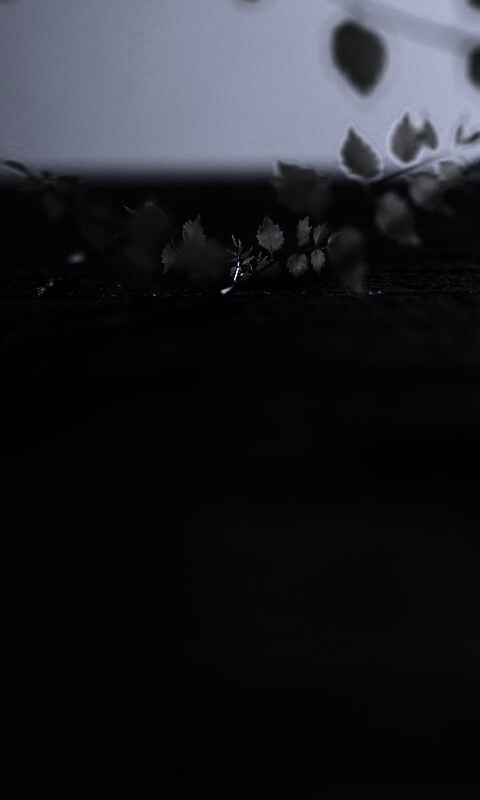 Зеленые ростки в стене обои