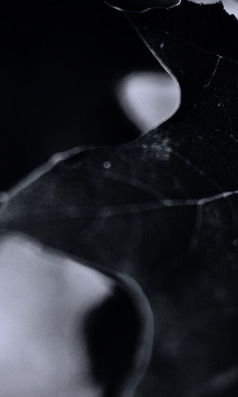 Темно-зеленый лист в макро обои