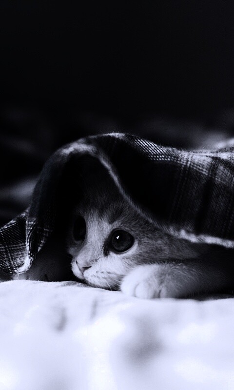 Котенок под одеялом обои