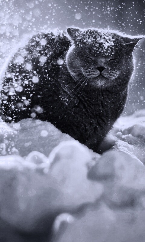 Британце в снегу обои