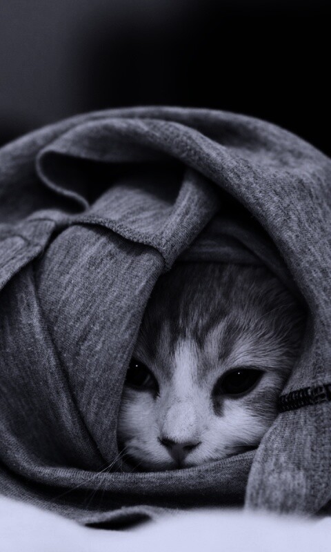 Закутавшийся в футболку кот обои