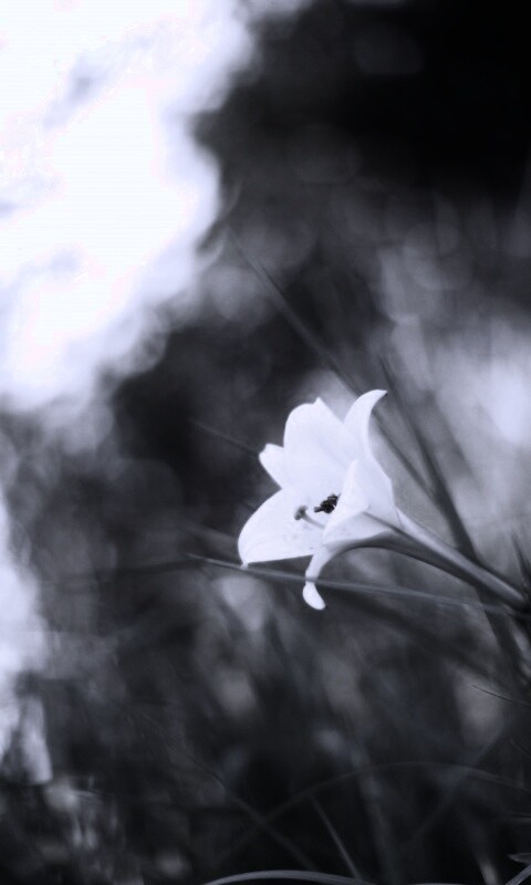 Цветок затерявшийся в траве обои