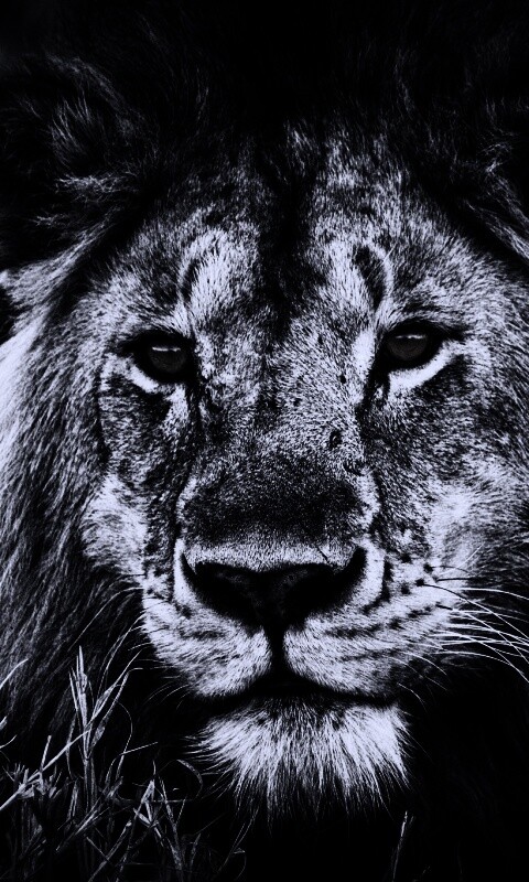 Гордый лев с горящими глазами обои