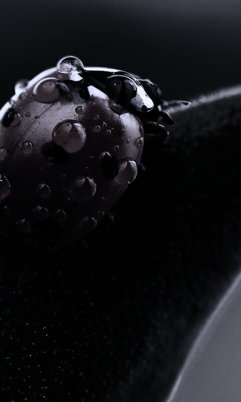 Божья коровка в макро обои