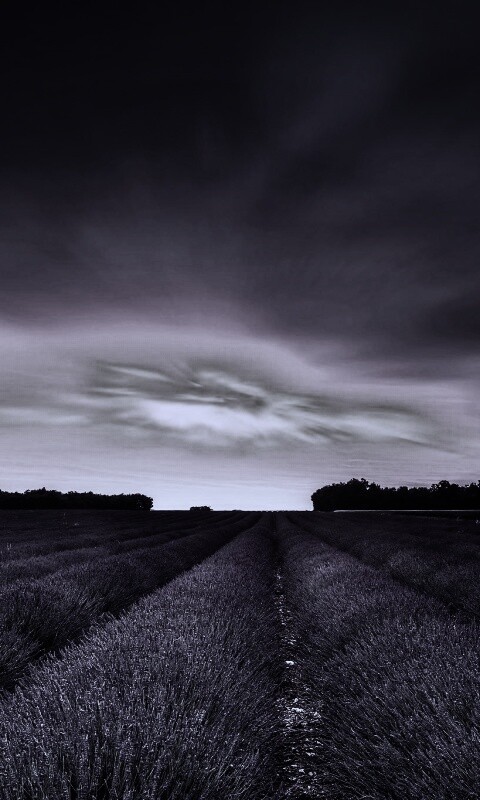 Поле фиолетовых цветов на закате обои