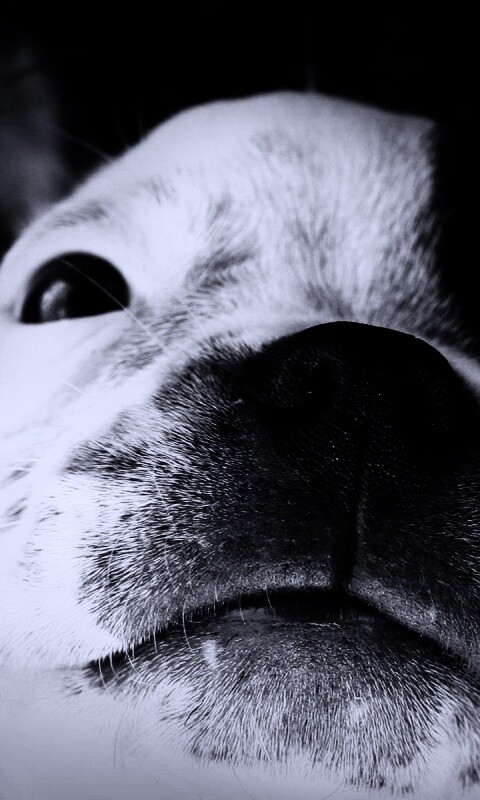 Бостонский терьер обои