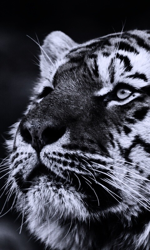 Амурский тигр обои