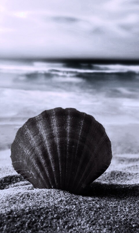 Раковина на летнем бережке обои