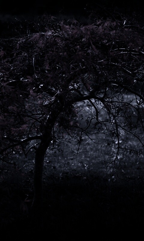 Розовое дерево обои