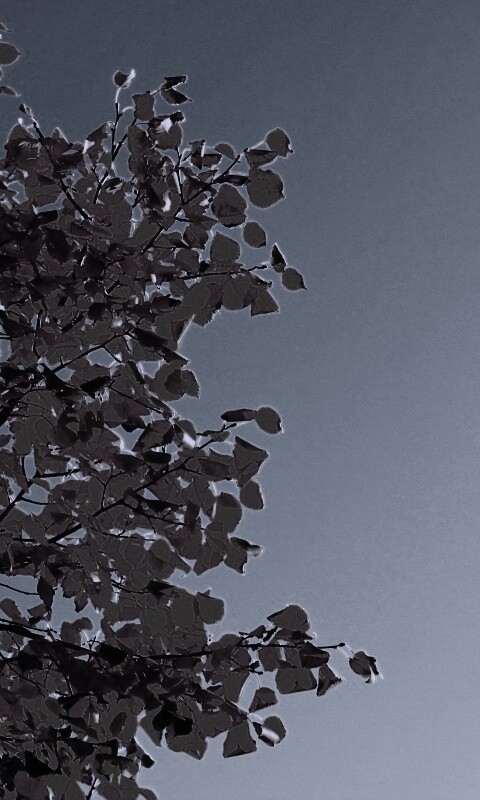 Ветви с пожелтевшими листьями на фоне неба обои