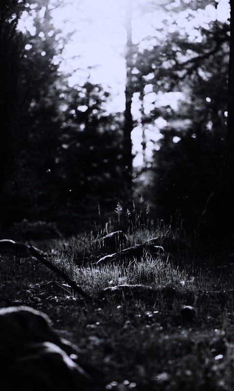 Лето в лесу обои