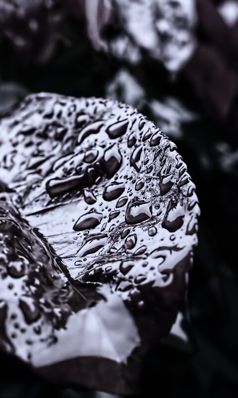 Красный лист в каплях воды обои