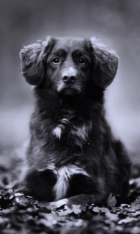 Осенний пес обои