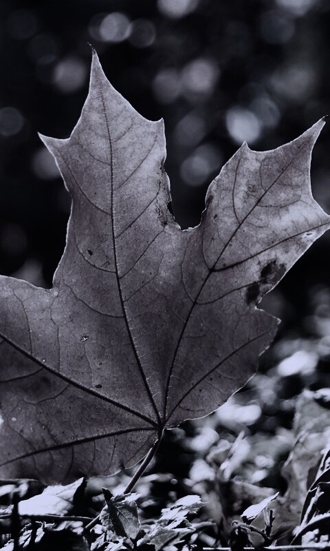 Желтый кленовый лист обои