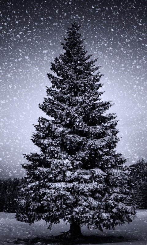 Ель в снегопад обои