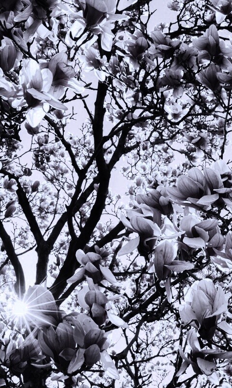 Магнолия обои