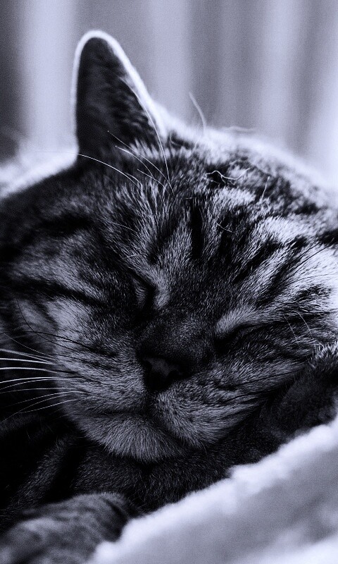 Спящий кошак обои